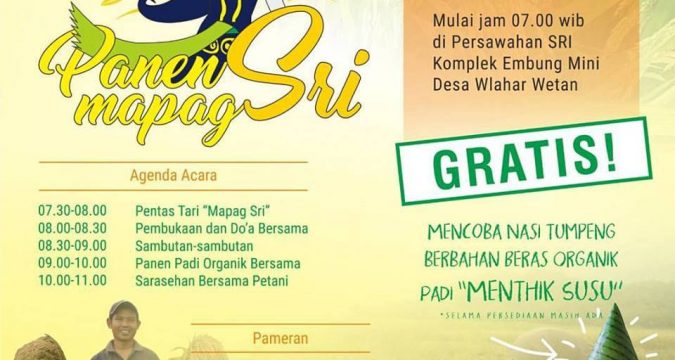 panen padi organik wlahar wetan banyumas metode SRI
