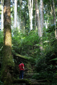 blogger trekking-hutan-baturraden